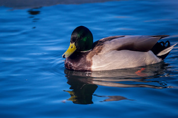 ducks swim in an artificial pond in a city park