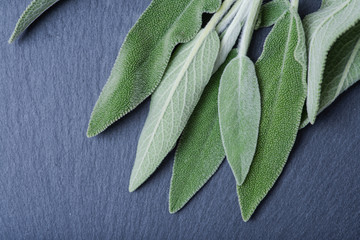 Fresh Organic Garden or Common Sage (Salvia officinalis) leaves on natural stone background. Lamiaceae mint family. 