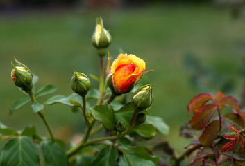 beautiful flowers in nature in the botanical garden