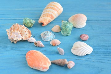 Many beautiful colorful exotic seashells with selective focus on blue wooden textured background. Summer vacation backdrop with colorful tropical sea shells. Beautiful summer flatlay with set of shell