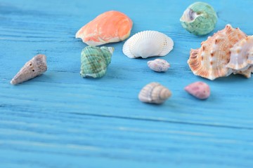 Many beautiful colorful exotic seashells with selective focus on blue wooden textured background. Summer vacation backdrop with colorful tropical sea shells. Beautiful summer flatlay with set of shell