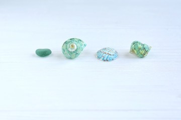 Many beautiful colorful exotic seashells with selective focus on white wooden background. Summer...