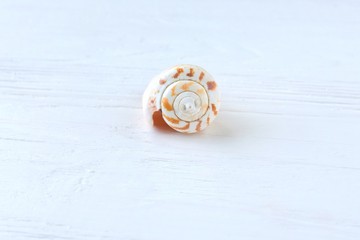 beautiful colorful exotic seashell with selective focus on white wooden background. Summer vacation backdrop with spotted tropical sea shells. Beautiful summer flat lay with shell