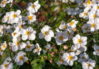 beautiful flowers in nature in the botanical garden