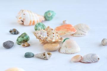 Many beautiful colorful exotic seashells with selective focus on white wooden background. Summer vacation backdrop with colorful tropical sea shells. Beautiful summer flat lay with set of shell