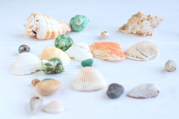 Many beautiful colorful exotic seashells with selective focus on white wooden background. Summer vacation backdrop with colorful tropical sea shells. Beautiful summer flat lay with set of shell
