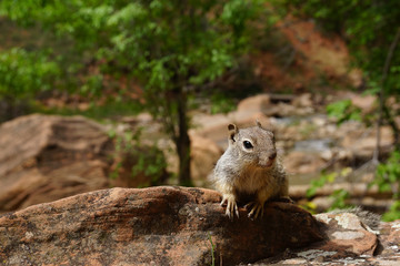 Naklejka na ściany i meble curious squirrel laying on stone