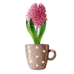 Watercolor spring illustration with pink hyacinth in brown polka dot cup. Can be used as clipart element for banners, flayers, posters, postcards,prints.