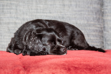 A little black dog is lying on the couch