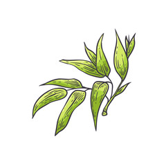 Bamboo green leaves - vector illustration of traditional asian bambu zen plant in sketch style.