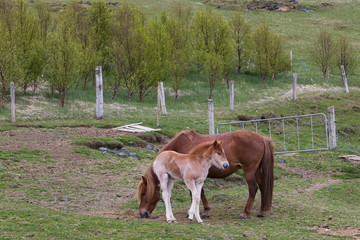 Beautiful light chestnut and cream foal head to tail with chestnut horse grazing in spring, Southern Iceland