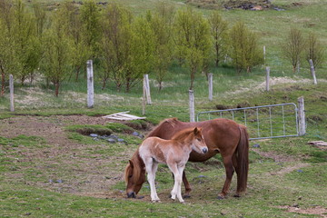 Beautiful light chestnut and cream foal head to tail with chestnut horse grazing in spring,...