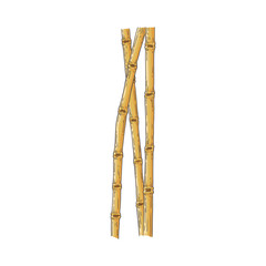 Bundle of brown bamboo sticks in sketch style isolated on white background.