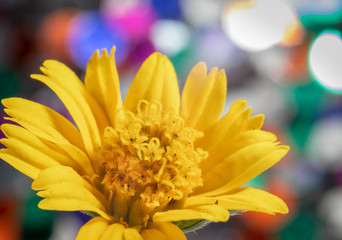 Close-up, Macro Yellow flowers have a beautiful bokeh background