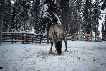 Reindeers of Finland feeding on farm