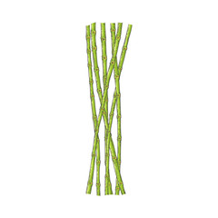 Bundle of green bamboo stems in sketch style isolated on white background.