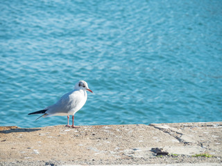 Seagull at Port Vell harbour, Spain.