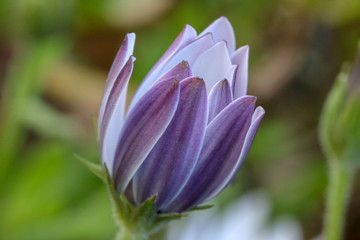 Fototapeta premium tulip in the garden
