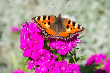 Butterfly Small tortoiseshell,butterfly sitting on a flower of China pink in garden