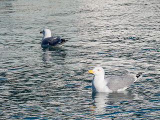 Seagull atPort Vell harbour, Spain.