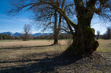 Fototapeta na wymiar Alte Bäume im März
