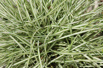 Naklejka na ściany i meble A plant for the rock garden. Close-up of a clump of Carex grass, Carex oshimensis variety.