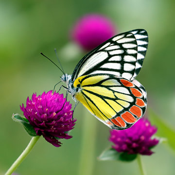 Common Jezebel butterfly or Delias eucharis on flowers of common globe amaranth with green background