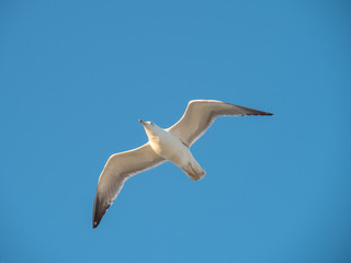 Seagull at Port Vell harbour, Spain.