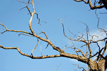 Fototapeta na wymiar Dry branches of an old tree against a background of blue sky.