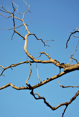 Dry branches of an old tree against a background of blue sky.
