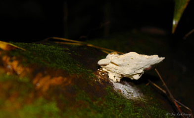 Mushroom on the side of a log
