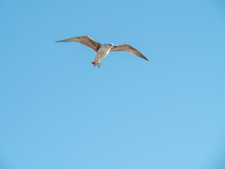 Seagull at Port Vell harbour, Spain.