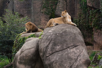 Lioness lying on large boulder dominating male lion resting on smaller rock, with cliff in the...