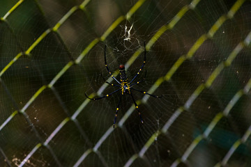 Close-up of a mysterious spider net. spider webs, Sensitive Focus