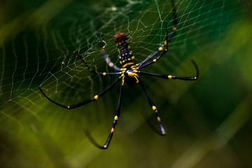 Close-up of a mysterious spider net. spider webs, Sensitive Focus