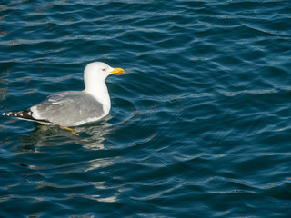 Seagull at Port Vell harbour, Spain.