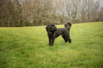 Beautiful black cockapoo puppy outdoors 