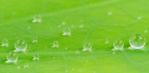 Green Leaf With Drops Of Water.