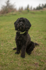 Black cockapoo puppy outdoors 