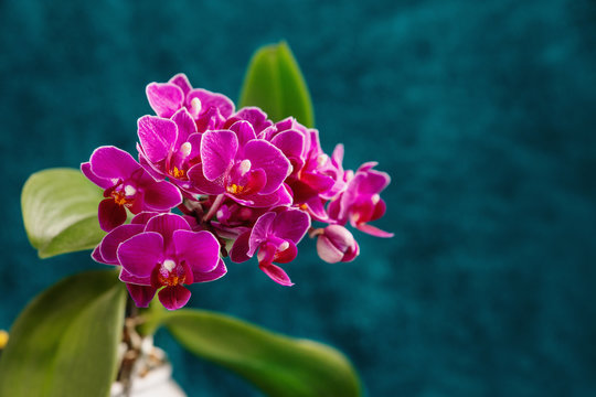 Purple orchide with blurry background. Nature concept.