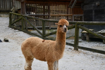 Obraz premium portrait of a lama