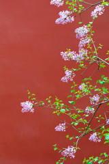 Pink lilac flower blossoms (Syringa vulgaris) in spring with background