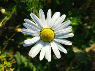 One solitary flowering white daisy in green pasture. Beautiful yellow and white Marguerite, Daisy flower on spring green natural background. Selective focus. 