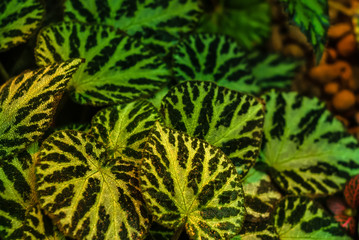 golden green floral background begonia masoniana