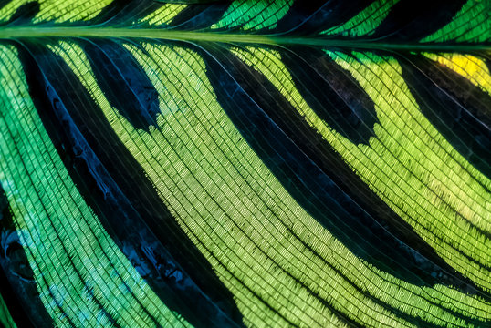 green floral background - calathean leaf surface