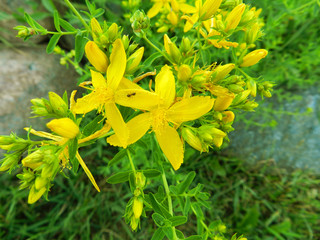 Hypericum perforatum, St John's wort, common or perforate St John's-wort. Selective focus. St John's wort is blooming in the meadow in summer in Belarus. Medicinal herb to treat depressions. 