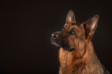 Portrait of beautiful Germad Shepherd dog