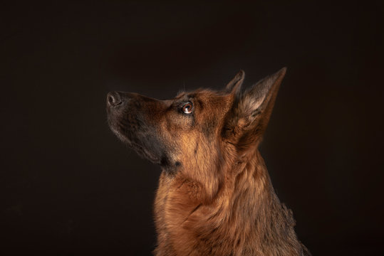 Portrait of beautiful Germad Shepherd dog