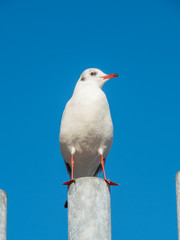 Seagull at Port Vell harbour, Spain.