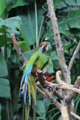Tropischer Vogel